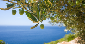 Olives by the Sea