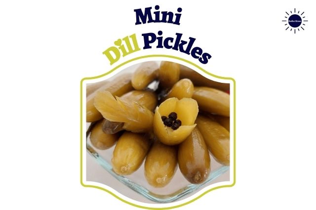 Mini Dill Pickles Recipe