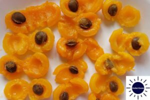 A Closeup Of The Fresh Apricots Peeled And Cut In Half With The Kosher Create Sun Logo In The Lower Right Corner.