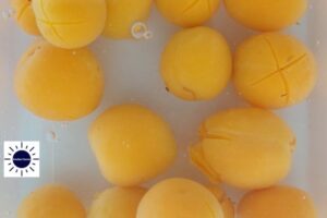 A Closeup Of Fresh Apricots In Ice Water With The Kosher Create Sun Logo In The Bottom Left.