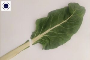 A Closeup Of The Stem Removed From The Chard Leaf With The Kosher Create Sun Logo In The Upper Left Corner.